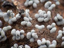 Attēlu rezultāti vaicājumam “Physarum compressum”