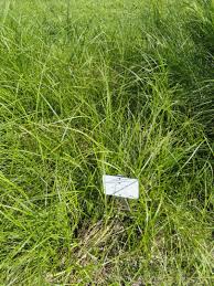 Attēlu rezultāti vaicājumam “Carex disticha”