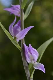 Attēlu rezultāti vaicājumam “Cephalanthera rubra bud”