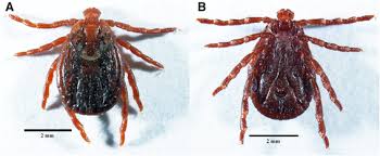 Attēlu rezultāti vaicājumam “Dermacentor reticulatus female”
