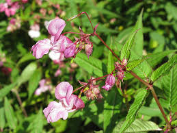 Attēlu rezultāti vaicājumam “Balsaminaceae”