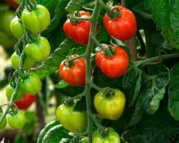 Attēlu rezultāti vaicājumam “Lycopersicon esculentum”