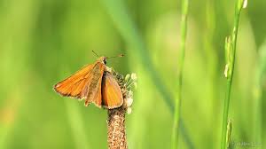 Attēlu rezultāti vaicājumam “Thymelicus sylvestris male”