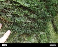 Attēlu rezultāti vaicājumam “Porella cordaeana”