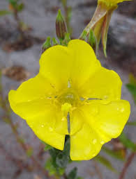 Attēlu rezultāti vaicājumam “Oenothera biennis bud”