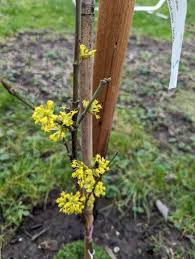 Attēlu rezultāti vaicājumam “Cornus mas”