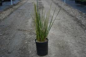 Attēlu rezultāti vaicājumam “Cribraria rubiginosa”