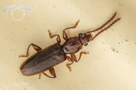 Attēlu rezultāti vaicājumam “Silvanidae”