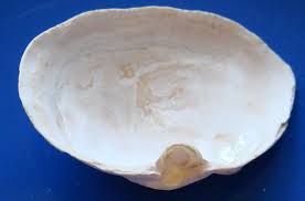 Attēlu rezultāti vaicājumam “Mya arenaria”