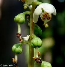 Attēlu rezultāti vaicājumam “Pyrola minor fruit”