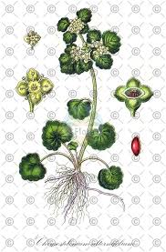 Attēlu rezultāti vaicājumam “Chrysosplenium alternifolium leaf”