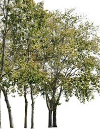 Attēlu rezultāti vaicājumam “Populus x canescens”