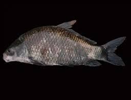 Image result for Ictiobus niger