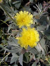 Attēlu rezultāti vaicājumam “Pilosella officinarum leaf”