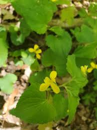 Attēlu rezultāti vaicājumam “Viola uliginosa bud”