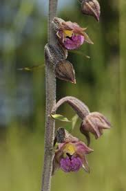 Attēlu rezultāti vaicājumam “Epipactis atrorubens”