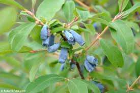 Attēlu rezultāti vaicājumam “Lonicera caerulea var. pallasii”