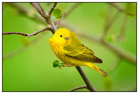 Image result for Dendroica petechia