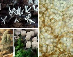 Attēlu rezultāti vaicājumam “Arcyria minuta stalked”