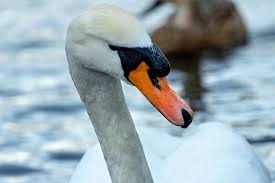 Attēlu rezultāti vaicājumam “Cygnus olor adult”