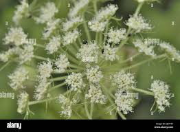 Image result for Angelica silvestris