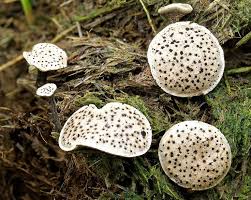 Attēlu rezultāti vaicājumam “Poronia punctata”