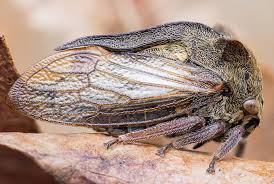 Attēlu rezultāti vaicājumam “Centrotus cornutus”