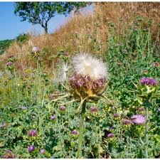 Attēlu rezultāti vaicājumam “Silybum marianum fruit”