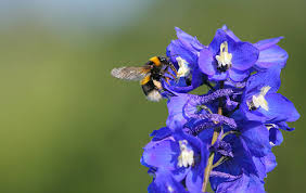 Attēlu rezultāti vaicājumam “Consolida regalis flower”