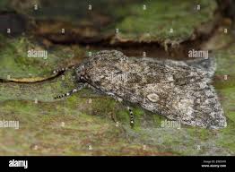 Attēlu rezultāti vaicājumam “Acronicta megacephala larva”