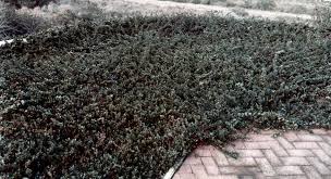 Attēlu rezultāti vaicājumam “Arctostaphylos uva-ursi”