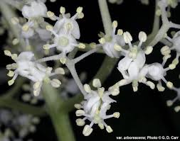 Attēlu rezultāti vaicājumam “Sambucus racemosa flower”