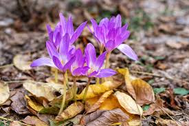 Image result for Herbstzeitlose