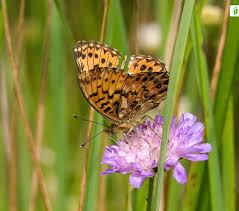 Attēlu rezultāti vaicājumam “Boloria titania underside”
