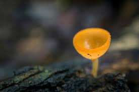 Attēlu rezultāti vaicājumam “Ascomycota”