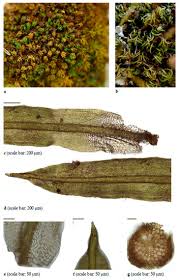 Attēlu rezultāti vaicājumam “Anomodon viticulosus sporophyte”
