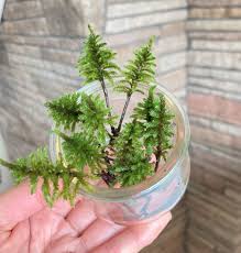 Attēlu rezultāti vaicājumam “Climacium dendroides sporophyte”