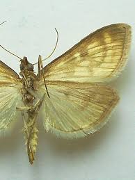 Attēlu rezultāti vaicājumam “Mecyna flavalis”