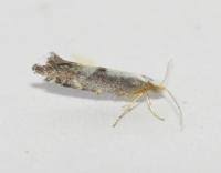 Attēlu rezultāti vaicājumam “Argyresthia spinosella”