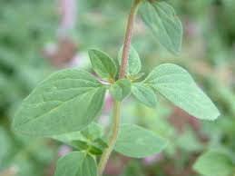 Image result for Origanum majorana