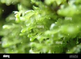 Attēlu rezultāti vaicājumam “Gymnocolea inflata”