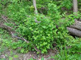 Attēlu rezultāti vaicājumam “Physocarpus opulifolius”