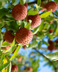 Attēlu rezultāti vaicājumam “Nardus stricta fruit”
