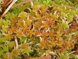 Attēlu rezultāti vaicājumam “Syntrichia virescens”