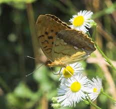 Attēlu rezultāti vaicājumam “Argynnis laodice male”