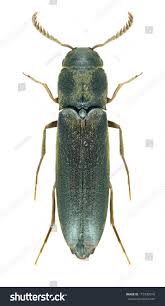 Attēlu rezultāti vaicājumam “Nothorhina punctata”