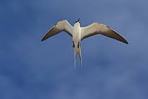 Image result for Onychoprion fuscatus