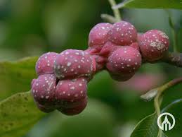 Attēlu rezultāti vaicājumam “Magnolia kobus fruit”