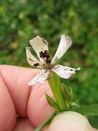 Attēlu rezultāti vaicājumam “Dicranella staphylina macro”