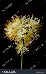 Attēlu rezultāti vaicājumam “Tilia tomentosa flower”